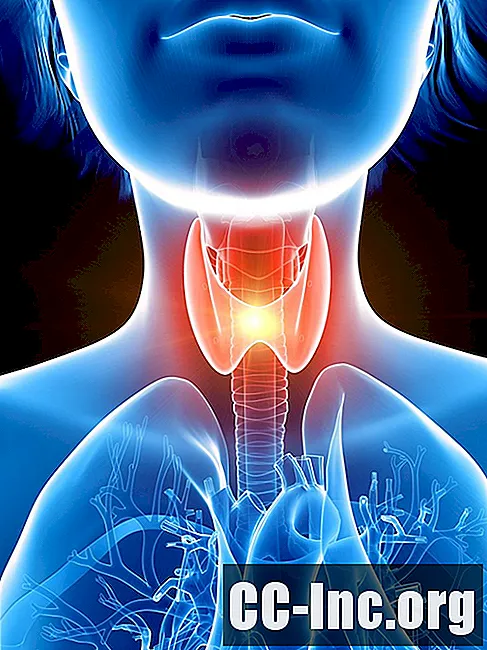 La anatomía de la glándula tiroides