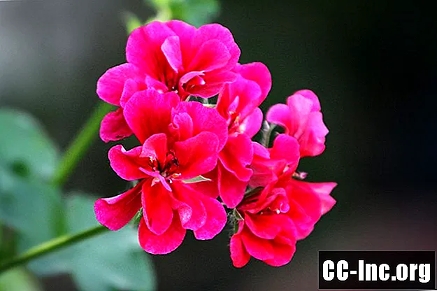 Manfaat Minyak Esensial Rose Geranium
