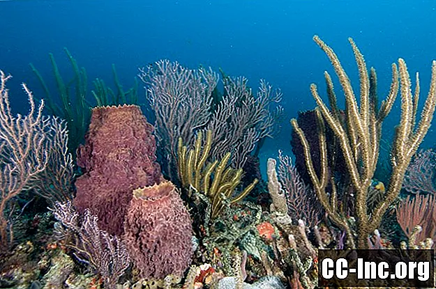 Здравствене добробити коралног калцијума
