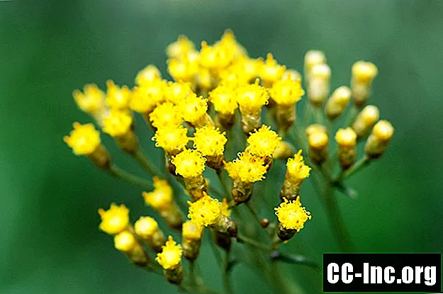 De gezondheidsvoordelen van etherische olie van Helichrysum