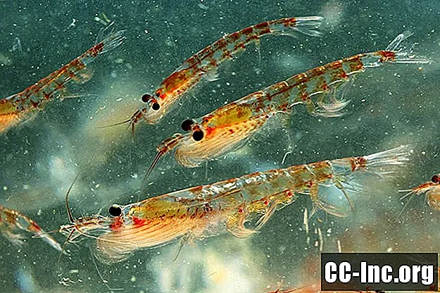Los beneficios para la salud del aceite de krill