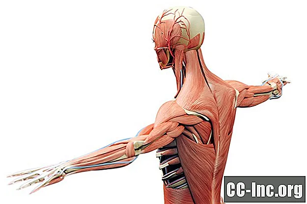 Mišično-skeletni sistem in bolezni