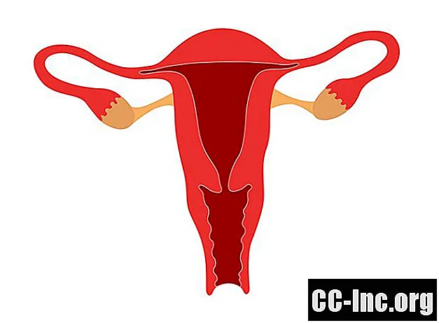 Le rôle du vagin dans le sexe et la reproduction