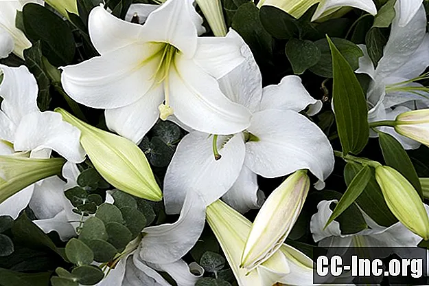 Os significados simbólicos de flores funerárias e simpáticas