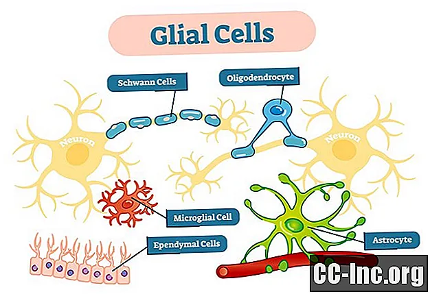 Glial 세포는 무엇이며 어떤 역할을합니까?