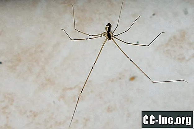 Что такое укусы пауков?